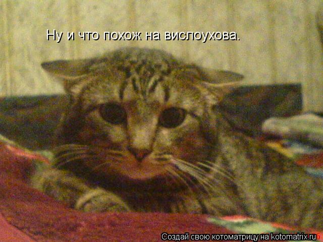 Ну и что похож на вислоухова.... Котоматрица: Ну и что похож на вислоухова.