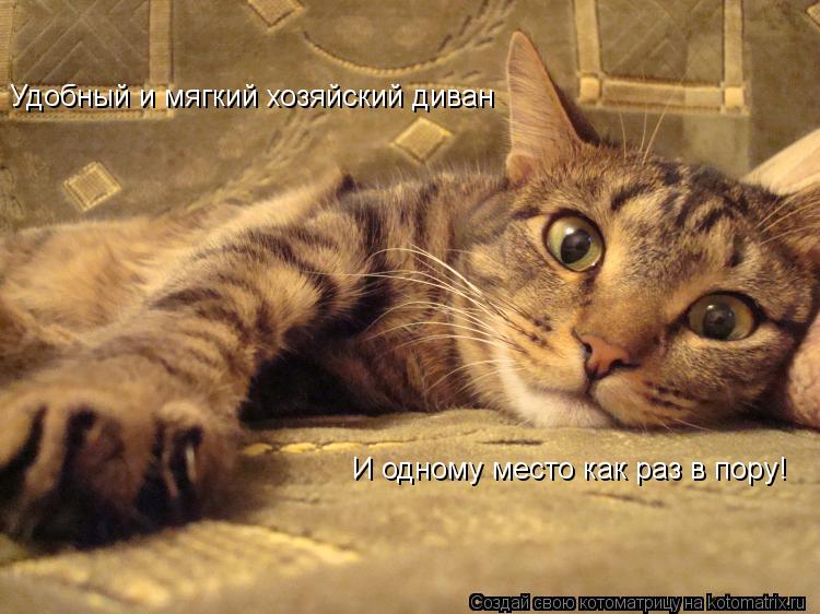 Удобный и мягкий хозяйский диван И одному место как раз в пору!... Котоматрица: Удобный и мягкий хозяйский диван И одному место как раз в пору!