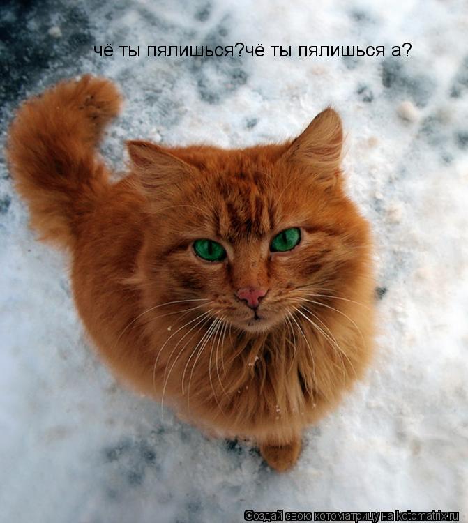 чё ты пялишься?чё ты пялишься а?... Котоматрица: чё ты пялишься?чё ты пялишься а?