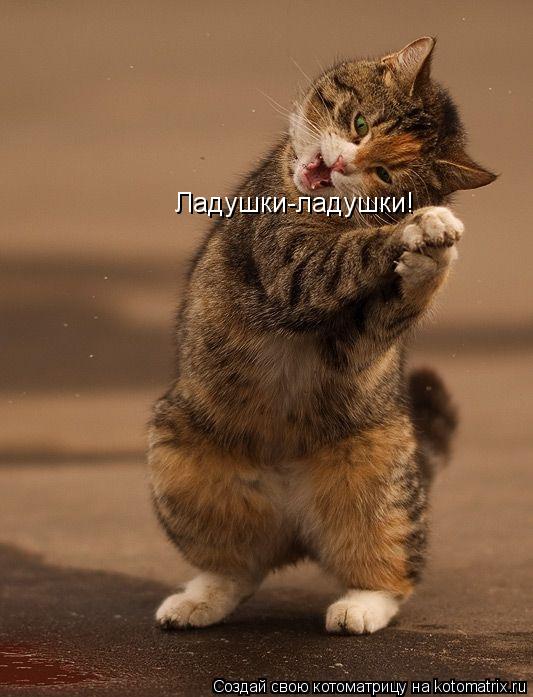 Ладушки-ладушки!... Котоматрица: Ладушки-ладушки!