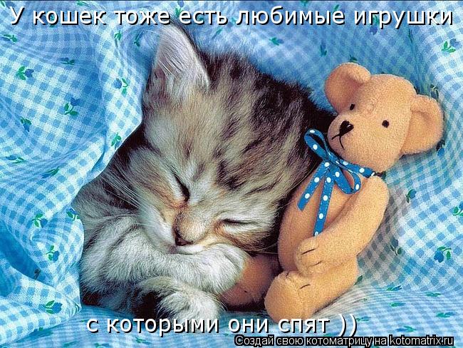У кошек тоже есть любимые игрушки , с которыми они спят ))... Котоматрица: У кошек тоже есть любимые игрушки , с которыми они спят ))
