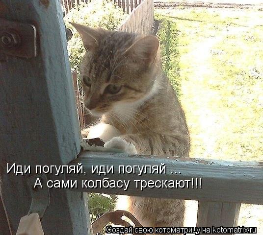 Иди погуляй, иди погуляй ... А сами колбасу трескают!!!... Котоматрица: Иди погуляй, иди погуляй ... А сами колбасу трескают!!!