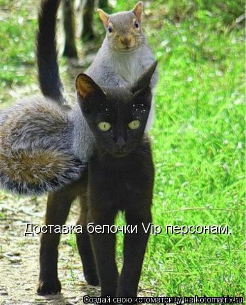 Доставка белочки Vip персонам.... Котоматрица: Доставка белочки Vip персонам.