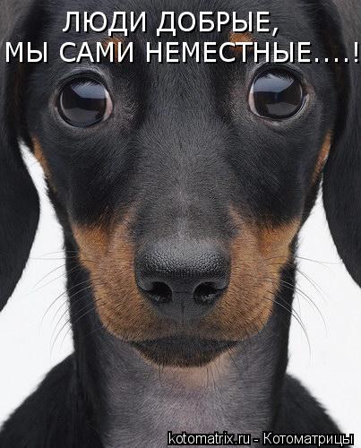 ЛЮДИ ДОБРЫЕ, МЫ САМИ НЕМЕСТНЫЕ....!... Котоматрица: ЛЮДИ ДОБРЫЕ, МЫ САМИ НЕМЕСТНЫЕ....!
