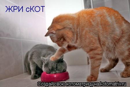 ЖРИ сКОТ... Котоматрица: ЖРИ сКОТ