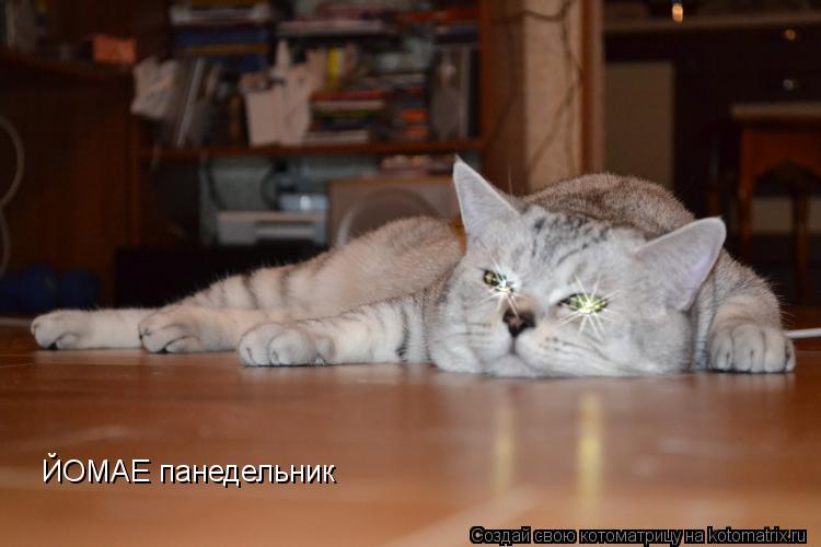 ЙОМАЕ панедельник... Котоматрица: ЙОМАЕ панедельник