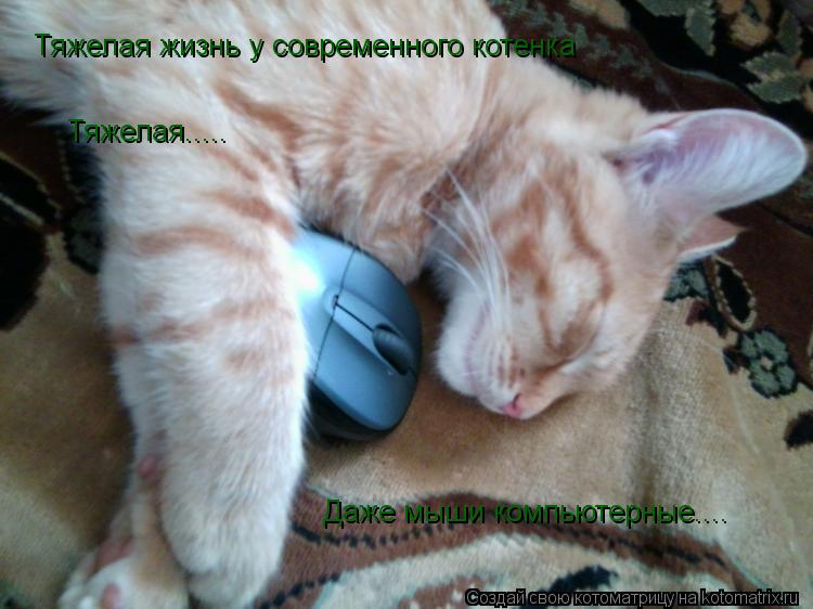 Тяжелая жизнь у современного котенка Тяжелая..... Даже мыши компьютерные....... Котоматрица: Тяжелая жизнь у современного котенка Тяжелая..... Даже мыши компьютерные....