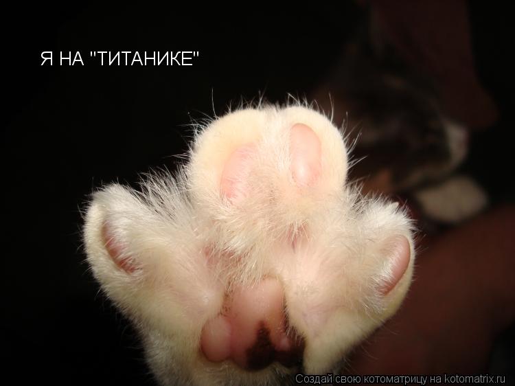 Я НА "ТИТАНИКЕ"... Котоматрица: Я НА "ТИТАНИКЕ"