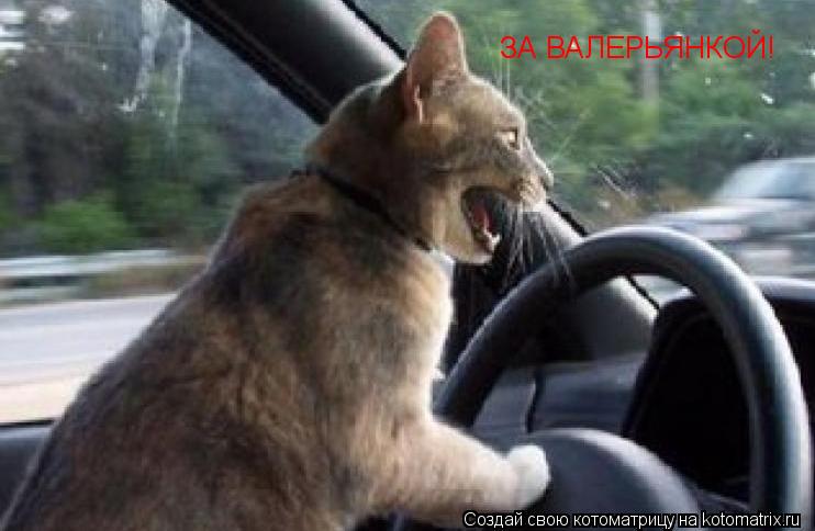 ЗА ВАЛЕРЬЯНКОЙ!... Котоматрица: ЗА ВАЛЕРЬЯНКОЙ!