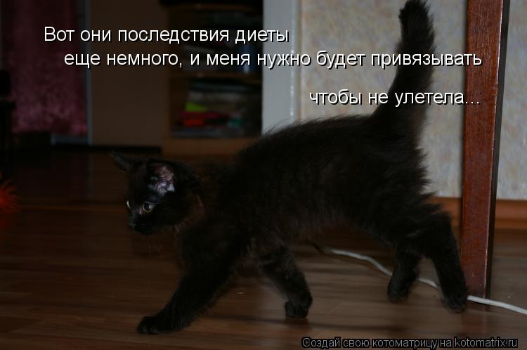 Вот они последствия диеты еще немного, и меня нужно будет привязывать еще немного, и меня нужно будет... Котоматрица: Вот они последствия диеты еще немного, и меня нужно будет привязывать еще немного, и меня нужно будет привязывать чтобы не улетела...
