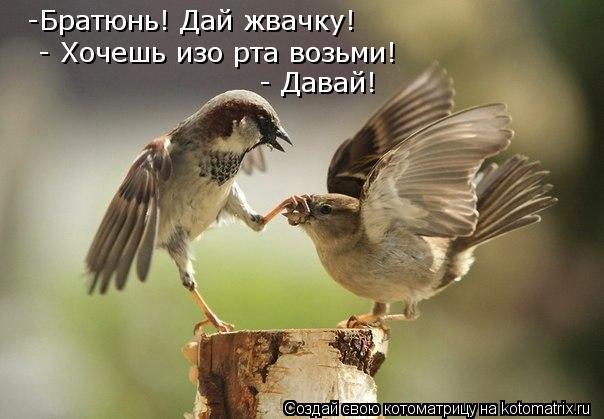 -Братюнь! Дай жвачку! - Хочешь изо рта возьми! - Давай!... Котоматрица: -Братюнь! Дай жвачку! - Хочешь изо рта возьми! - Давай!