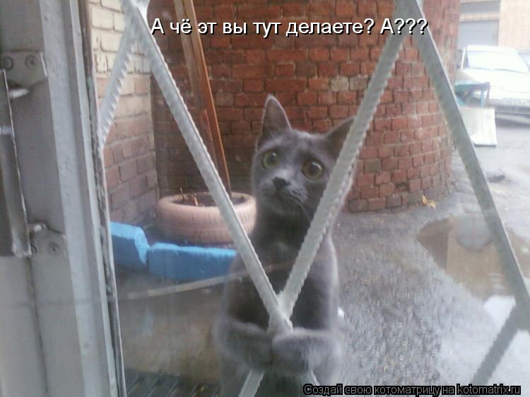 А чё эт вы тут делаете? А???... Котоматрица: А чё эт вы тут делаете? А???