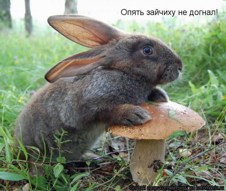Опять зайчиху не догнал!... Котоматрица: Опять зайчиху не догнал!