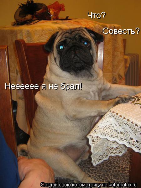 Что? Совесть? Нееееее я не брал!... Котоматрица: Что? Совесть? Нееееее я не брал!
