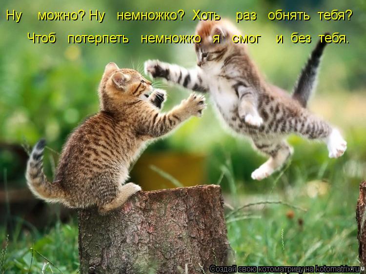 Ну можно? Ну немножко? Хоть раз обнять тебя? Чтоб потерпеть немножко я смог ... Котоматрица: Ну можно? Ну немножко? Хоть раз обнять тебя? Чтоб потерпеть немножко я смог и без тебя.