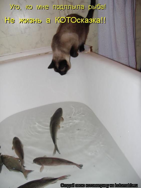 Уго, ко мне подплыла рыба! Не жизнь а КОТОсказка!!... Котоматрица: Уго, ко мне подплыла рыба! Не жизнь а КОТОсказка!!