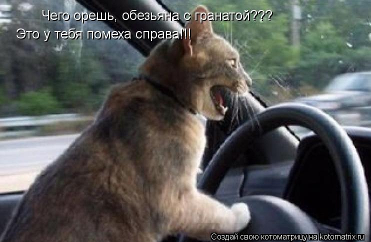 Чего орешь, обезьяна с гранатой??? Это у тебя помеха справа!!!... Котоматрица: Чего орешь, обезьяна с гранатой??? Это у тебя помеха справа!!!