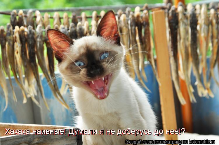 Хахаха наивные! Думали я не доберусь до неё!? Хахаха наивные! Думали я не доберусь до неё!?... Котоматрица: Хахаха наивные! Думали я не доберусь до неё!? Хахаха наивные! Думали я не доберусь до неё!?
