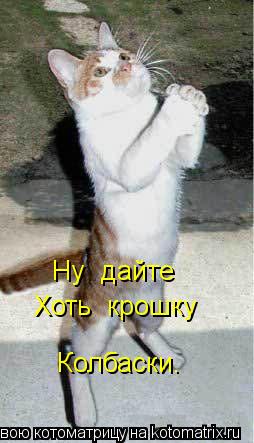 Ну дайте Хоть крошку Колбаски.... Котоматрица: Ну дайте Хоть крошку Колбаски.
