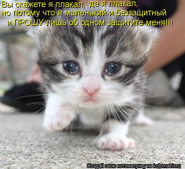 Вы скажете я плакал, да я плакал, но потому что я маленький и беззащитный и ПРОШУ лишь об одном защит... Котоматрица: Вы скажете я плакал, да я плакал, но потому что я маленький и беззащитный и ПРОШУ лишь об одном защитите меня!!!