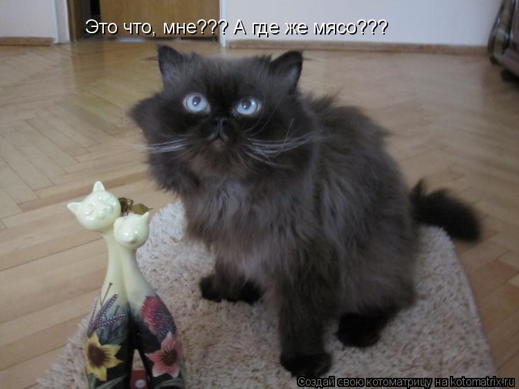Это что, мне??? А где же мясо???... Котоматрица: Это что, мне??? А где же мясо???