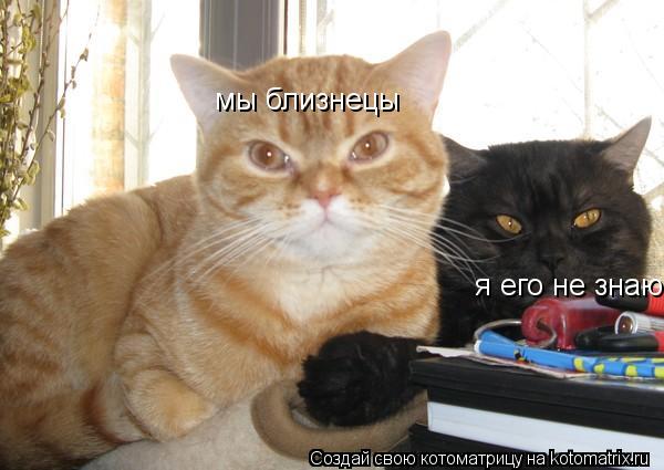 мы близнецы я его не знаю... Котоматрица: мы близнецы я его не знаю