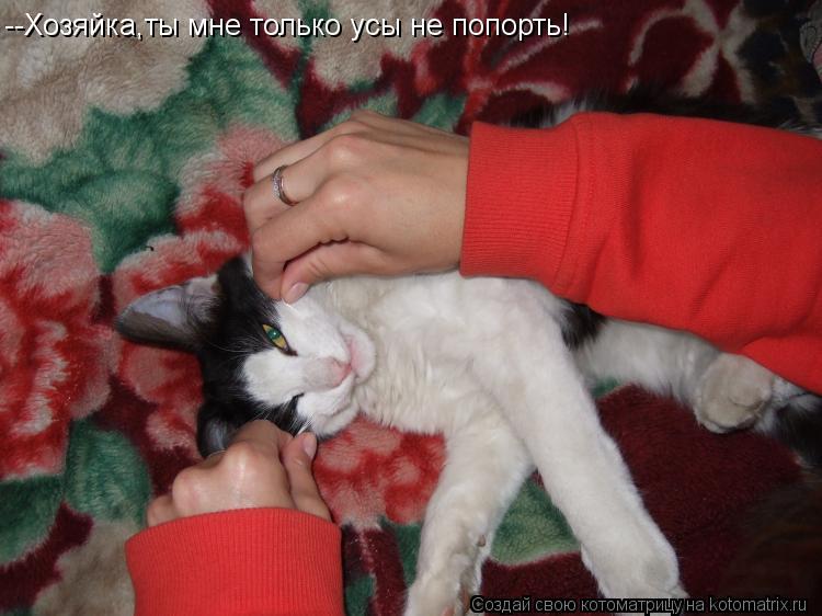 --Хозяйка,ты мне только усы не попорть!... Котоматрица: --Хозяйка,ты мне только усы не попорть!