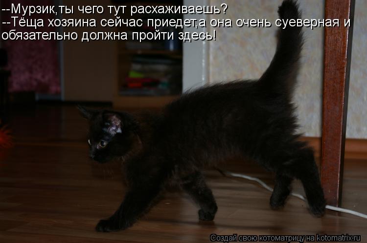 --Мурзик,ты чего тут расхаживаешь? --Тёща хозяина сейчас приедет,а она очень суеверная и обязательно ... Котоматрица: --Мурзик,ты чего тут расхаживаешь? --Тёща хозяина сейчас приедет,а она очень суеверная и обязательно должна пройти здесь!