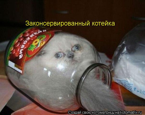 Законсервированный котейка... Котоматрица: Законсервированный котейка