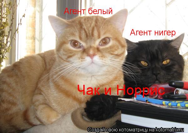Агент белый Агент нигер Чак и Норрис... Котоматрица: Агент белый Агент нигер Чак и Норрис