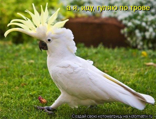 а я, иду, гуляю по трове... Котоматрица: а я, иду, гуляю по трове