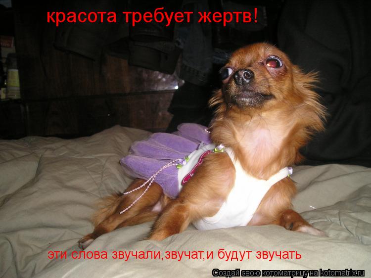 красота требует жертв! эти слова звучали,звучат,и будут звучать... Котоматрица: красота требует жертв! эти слова звучали,звучат,и будут звучать