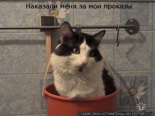 Наказали меня за мои проказы... Котоматрица: Наказали меня за мои проказы