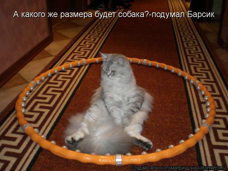 А какого же размера будет собака?-подумал Барсик... Котоматрица: А какого же размера будет собака?-подумал Барсик