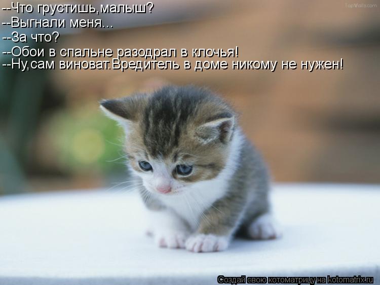--Что грустишь,малыш? --Выгнали меня... --За что? --Обои в спальне разодрал в клочья! --Ну,сам винова... Котоматрица: --Что грустишь,малыш? --Выгнали меня... --За что? --Обои в спальне разодрал в клочья! --Ну,сам виноват.Вредитель в доме никому не нужен!