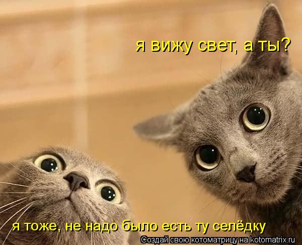 я вижу свет, а ты? я тоже, не надо было есть ту селёдку... Котоматрица: я вижу свет, а ты? я тоже, не надо было есть ту селёдку