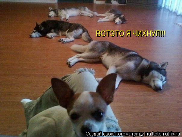 ВОТЭТО Я ЧИХНУЛ!!!... Котоматрица: ВОТЭТО Я ЧИХНУЛ!!!