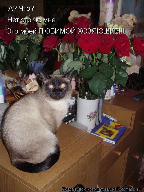 А? Что? Нет это не мне Это моей ЛЮБИМОЙ ХОЗЯЮШКЕ!!!... Котоматрица: А? Что? Нет это не мне Это моей ЛЮБИМОЙ ХОЗЯЮШКЕ!!!