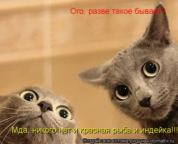 Ого, разве такое бывает? Мда, никого нет и красная рыба и индейка!!!... Котоматрица: Ого, разве такое бывает? Мда, никого нет и красная рыба и индейка!!!