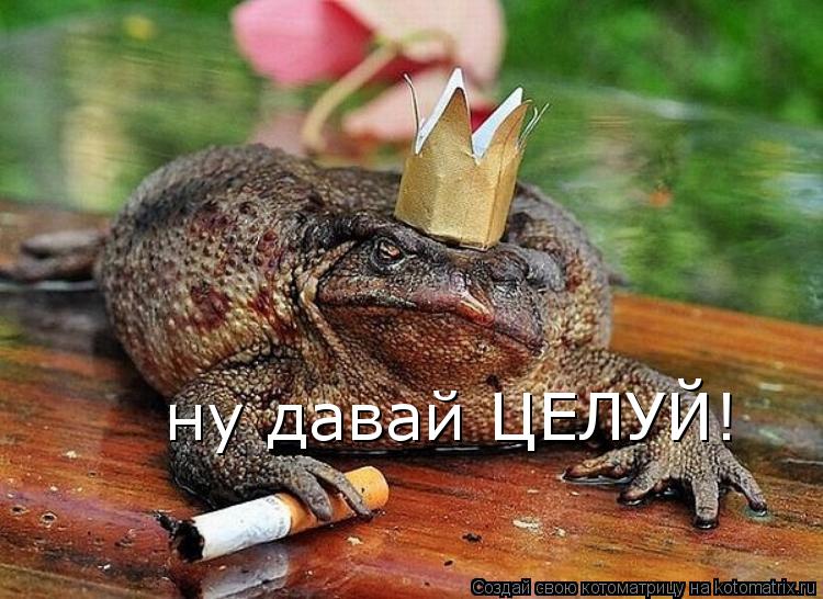 ну давай ЦЕЛУЙ!... Котоматрица: ну давай ЦЕЛУЙ!