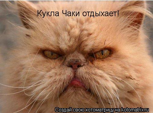 Кукла Чаки отдыхает!... Котоматрица: Кукла Чаки отдыхает!
