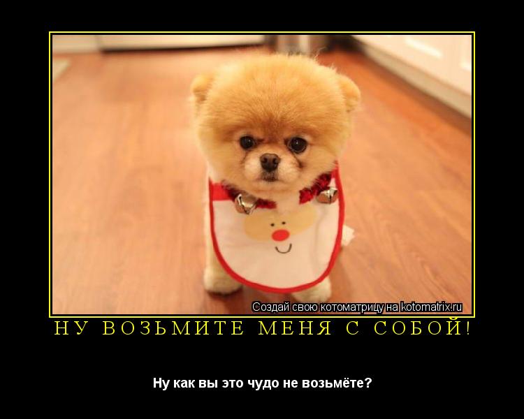 Ну возьмите меня с собой! Ну как вы это чудо не возьмёте?... Котоматрица: Ну возьмите меня с собой! Ну как вы это чудо не возьмёте?