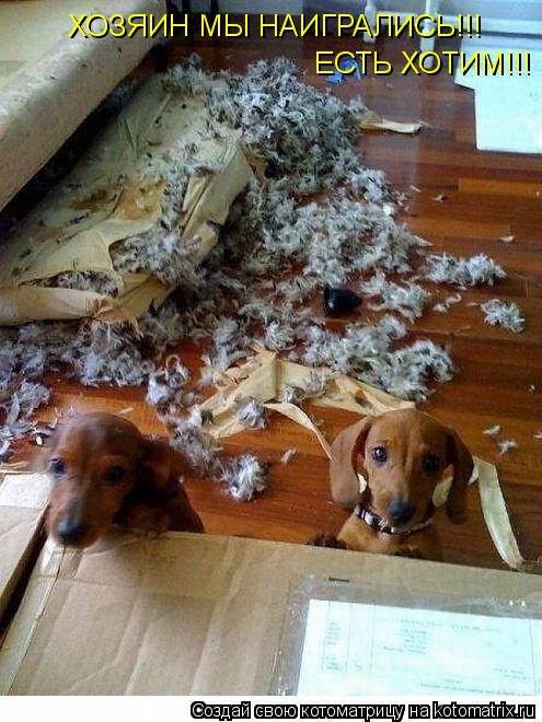 ХОЗЯИН МЫ НАИГРАЛИСЬ!!! ЕСТЬ ХОТИМ!!!... Котоматрица: ХОЗЯИН МЫ НАИГРАЛИСЬ!!! ЕСТЬ ХОТИМ!!!