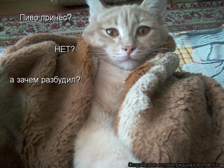 Пиво принес? НЕТ? а зачем разбудил?... Котоматрица: Пиво принес? НЕТ? а зачем разбудил?