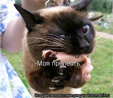 -Моя прелесть...... Котоматрица: -Моя прелесть...