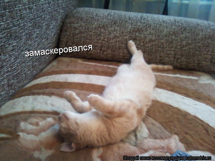 замаскеровался... Котоматрица: замаскеровался