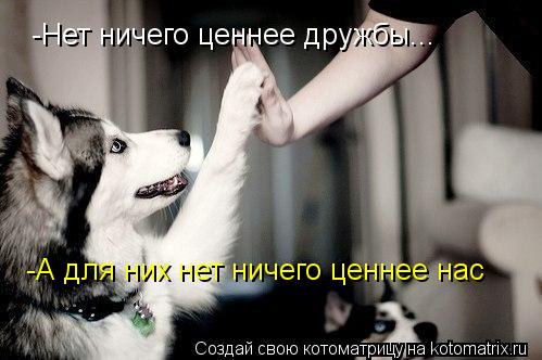 -Нет ничего ценнее дружбы... -А для них нет ничего ценнее нас... Котоматрица: -Нет ничего ценнее дружбы... -А для них нет ничего ценнее нас