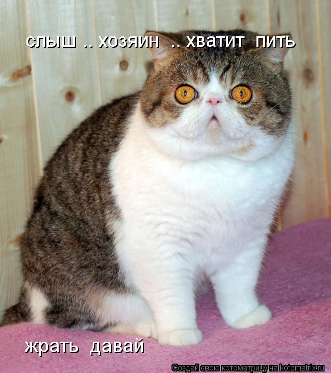 слыш .. хозяин .. хватит пить жрать давай... Котоматрица: слыш .. хозяин .. хватит пить жрать давай