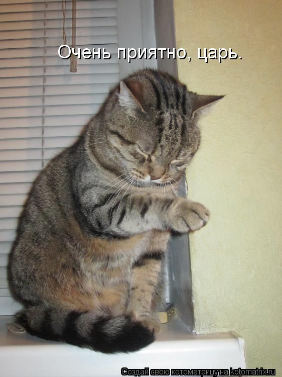 Очень приятно, царь.... Котоматрица: Очень приятно, царь.