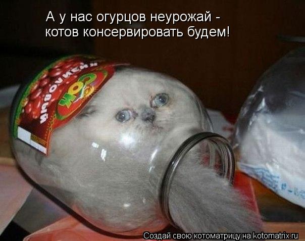 А у нас огурцов неурожай - котов консервировать будем!... Котоматрица: А у нас огурцов неурожай - котов консервировать будем!